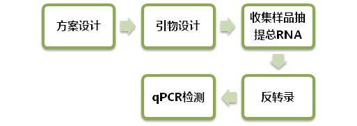 microrna qpcr检测服务报价/价格 -上海吉凯基因化学技术有限公司